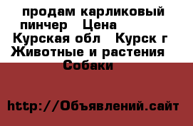 продам карликовый пинчер › Цена ­ 7 000 - Курская обл., Курск г. Животные и растения » Собаки   